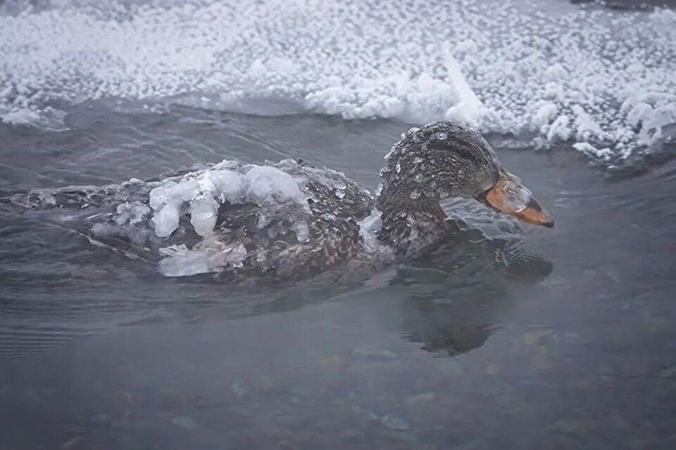     Фото: Семен Сивцев