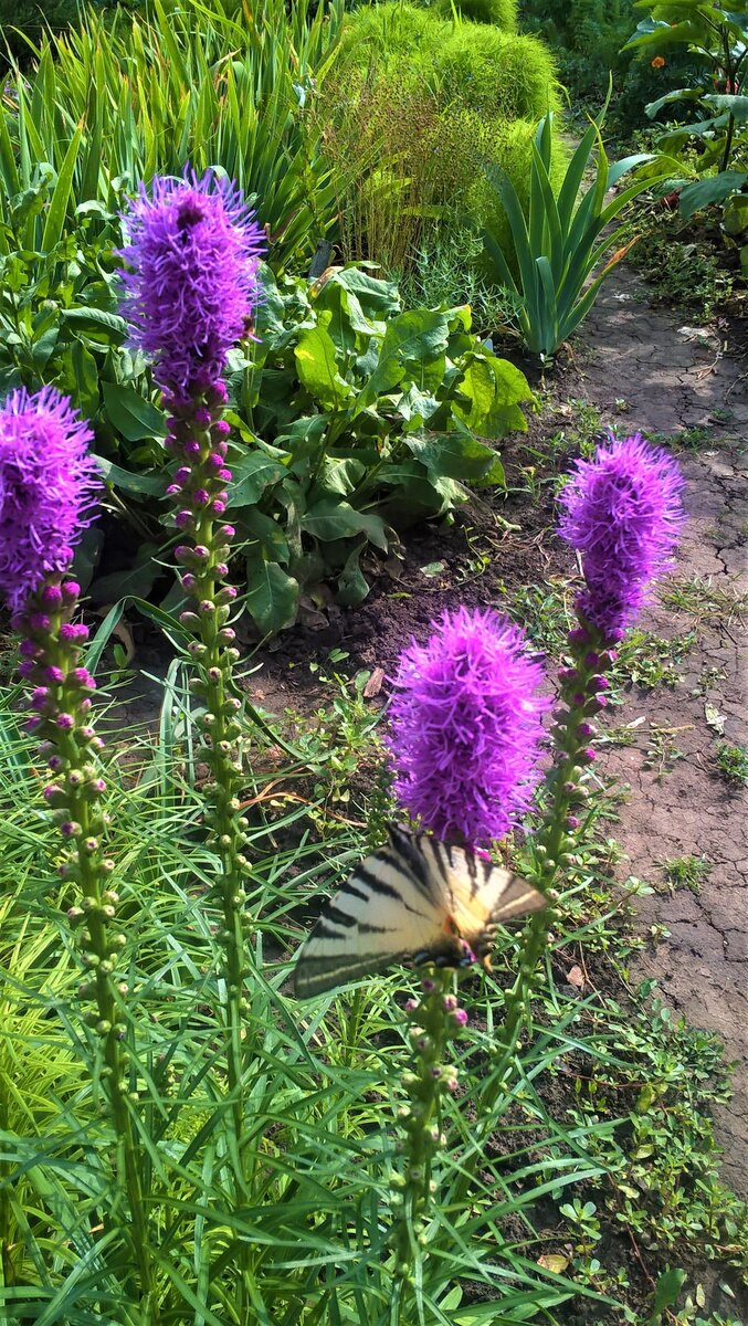 Лиатрис колосковый