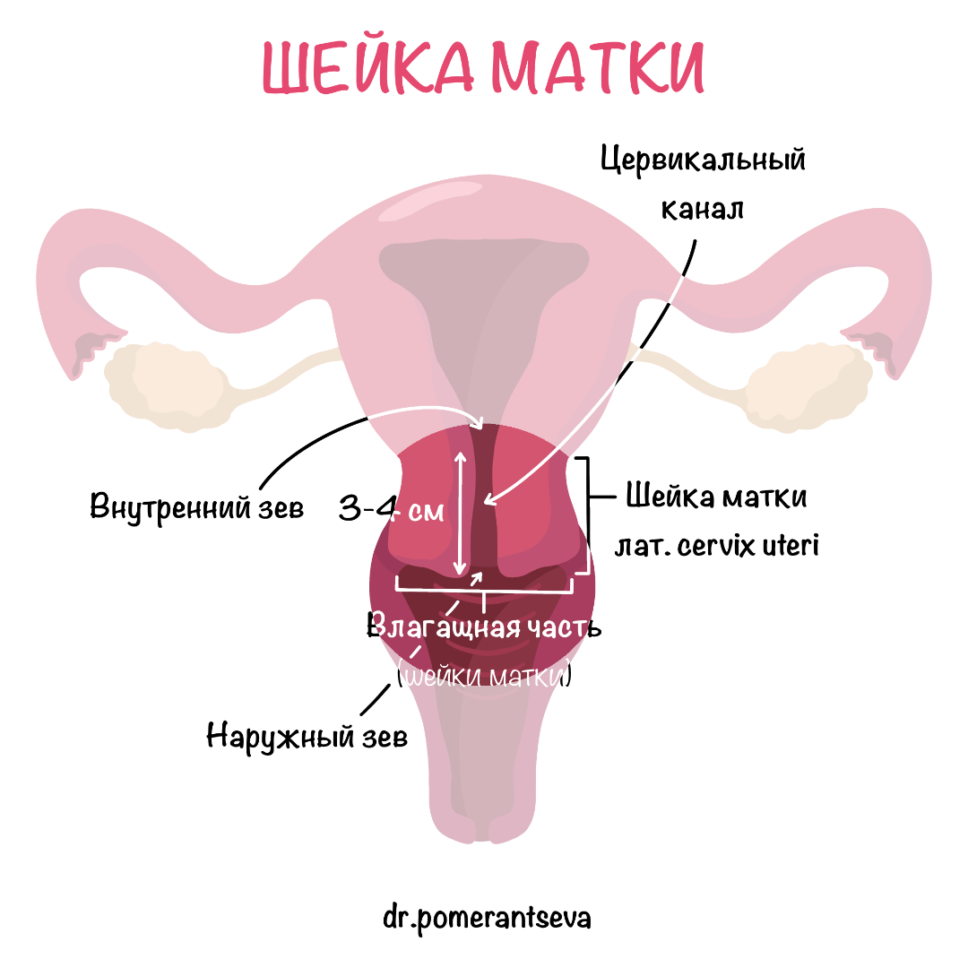 Шейка матки