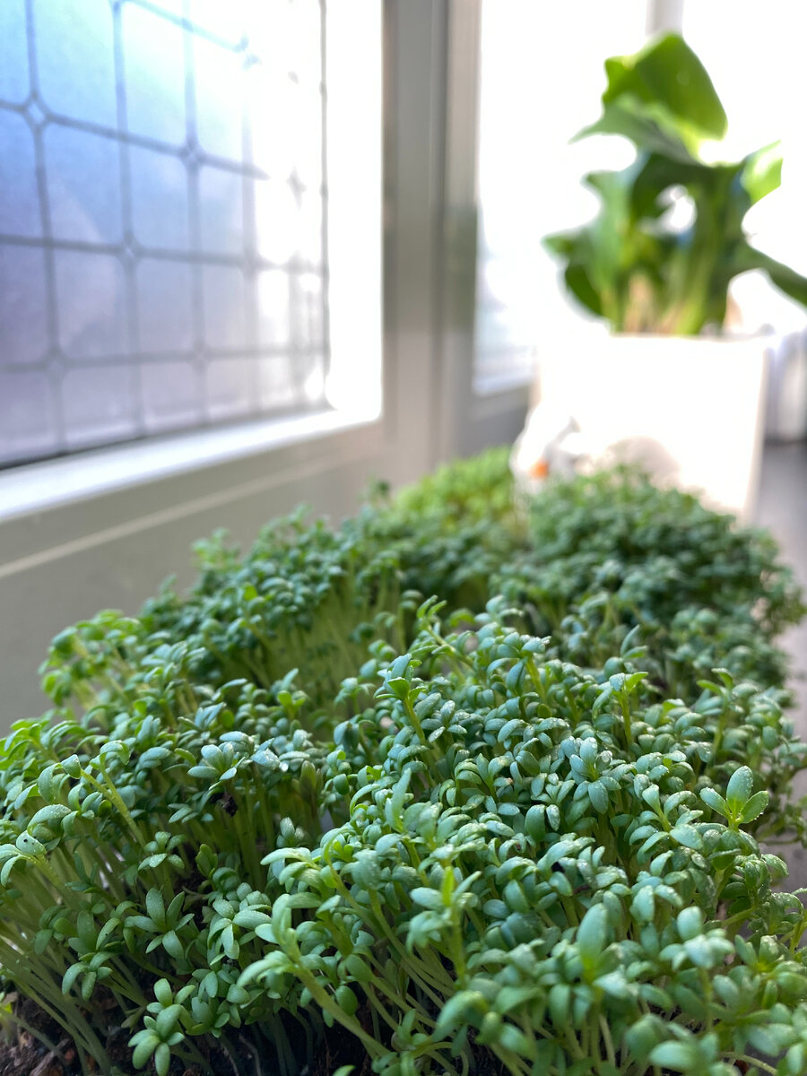 Микрозелень у меня дома