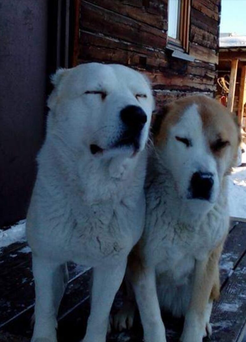 тот самый Алабай, на фото слева, белый.