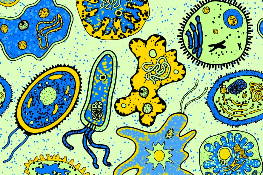     Проще некуда: кто такие простейшие?