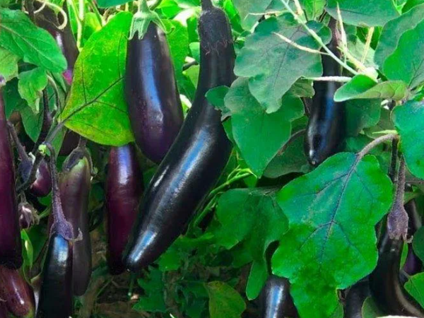 Баклажан Король севера F1. Скрин фото автора