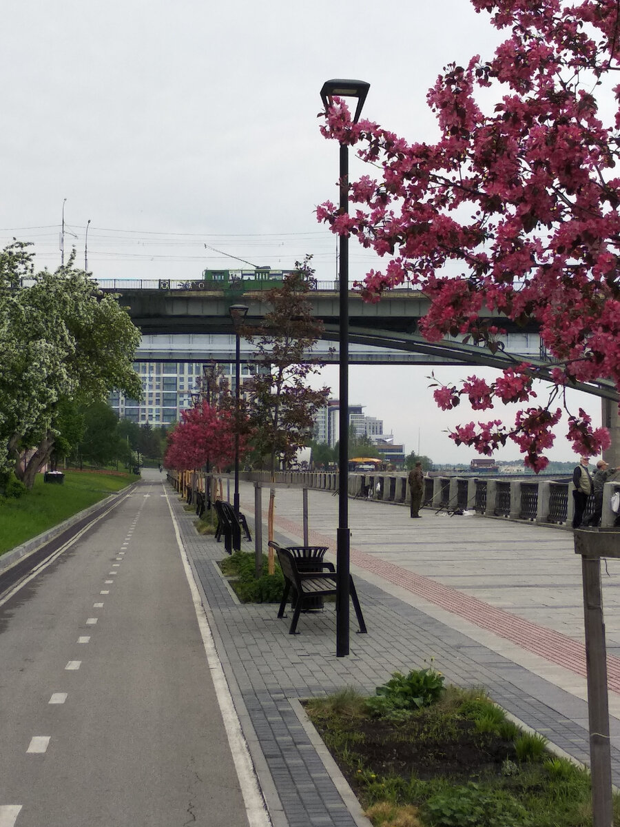 Яблони сорта "Рудольф"