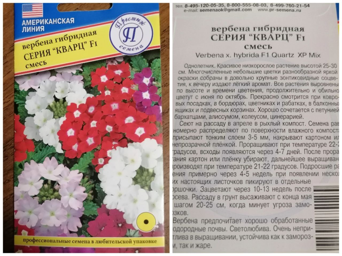 Высадка рассады вербены, первые цветочки, эмоции | уДачный выбор | Дзен