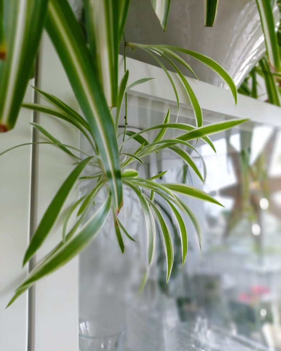 Тот самый, с полосками в центре. Я пыталась его "прижить"  дома несколько лет. Не хотел, но я всё-равно победила, потомучто русские не сдаются!