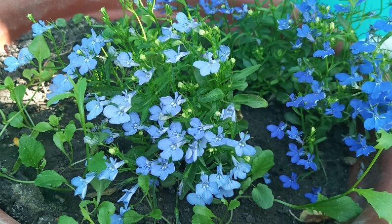 Лобелия, голубая и синяя