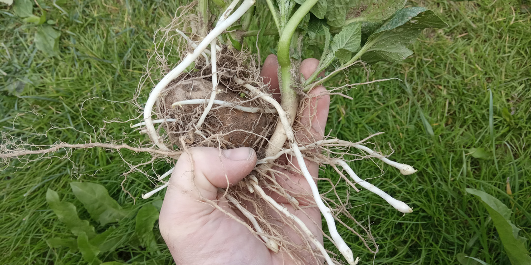 Не пропустите самый важный полив, чтобы не потерять до 30% урожая.