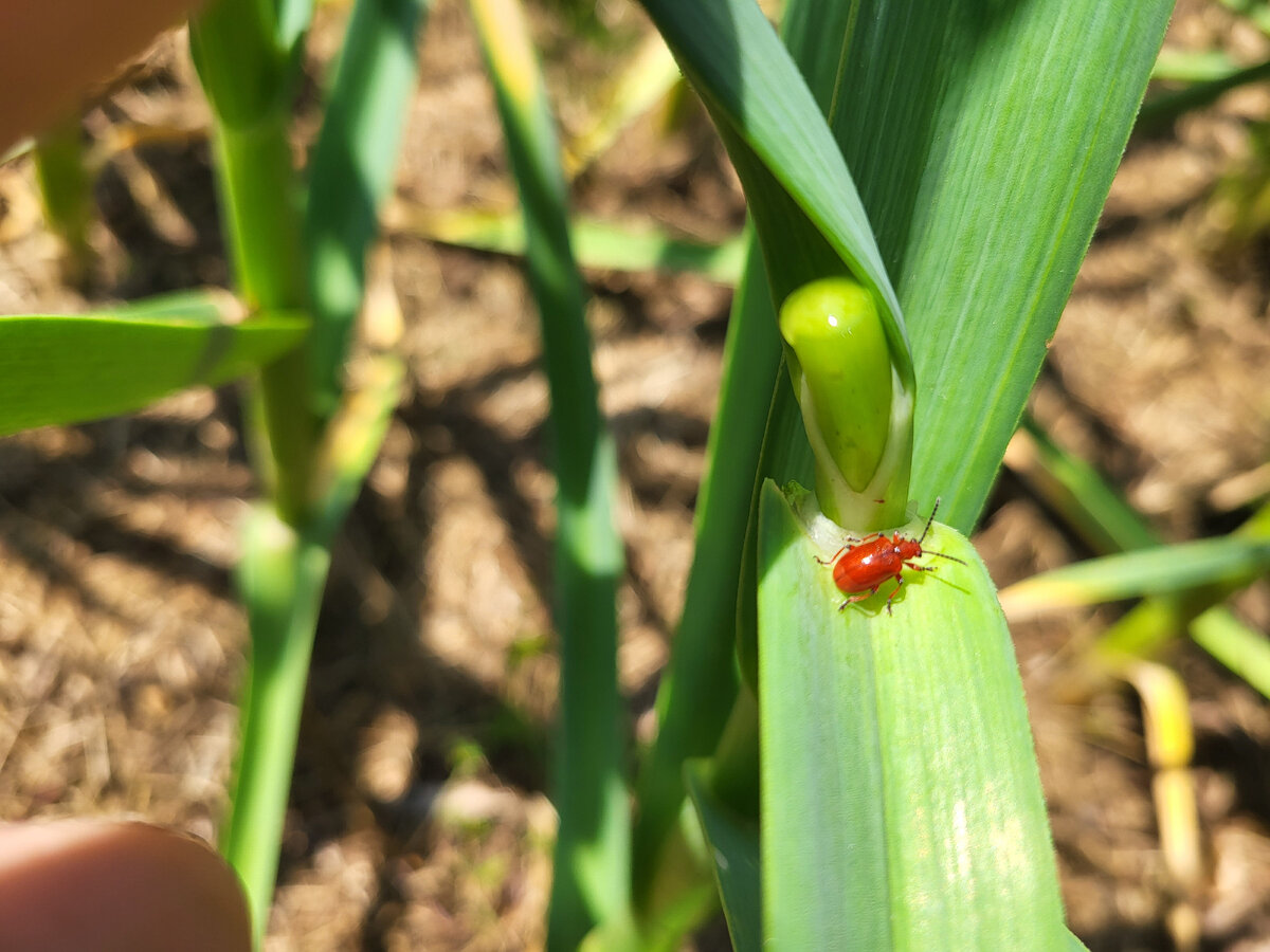 Ага. Камни. А кто всё детство какахелями обмазывался и передвигался как ходячая навозная куча? Ну да у всех свои маленькие радости. И хитрости, чтоб хищников отпугивать.