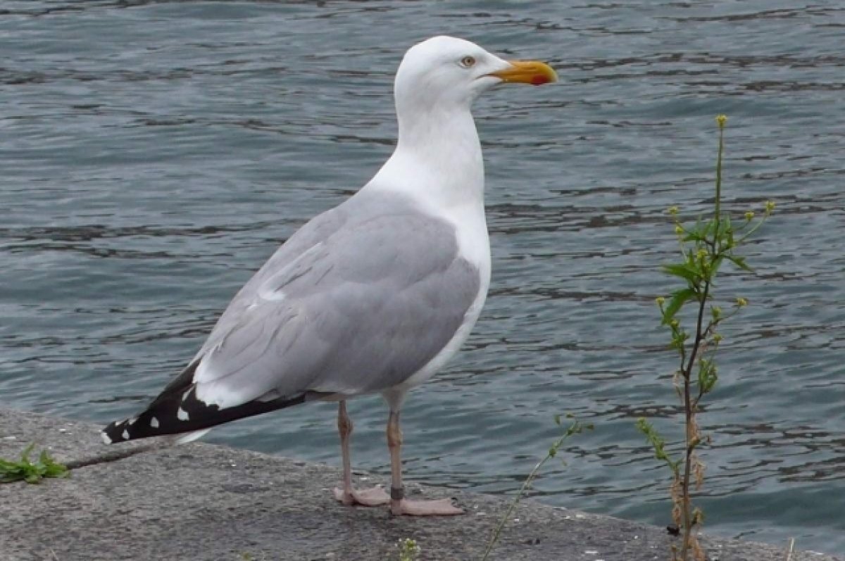    Во Владимирской области готовятся к вакцинации птиц от птичьего гриппа