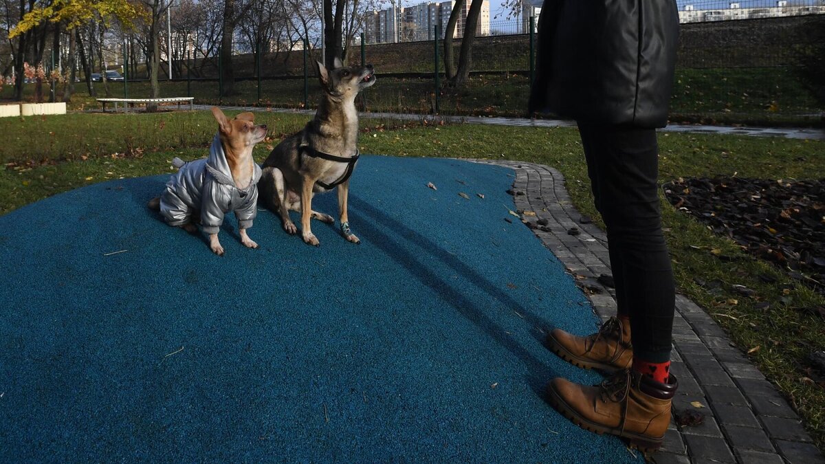    Дрессировка собак© Globallookpress Komsomolskaya Pravda