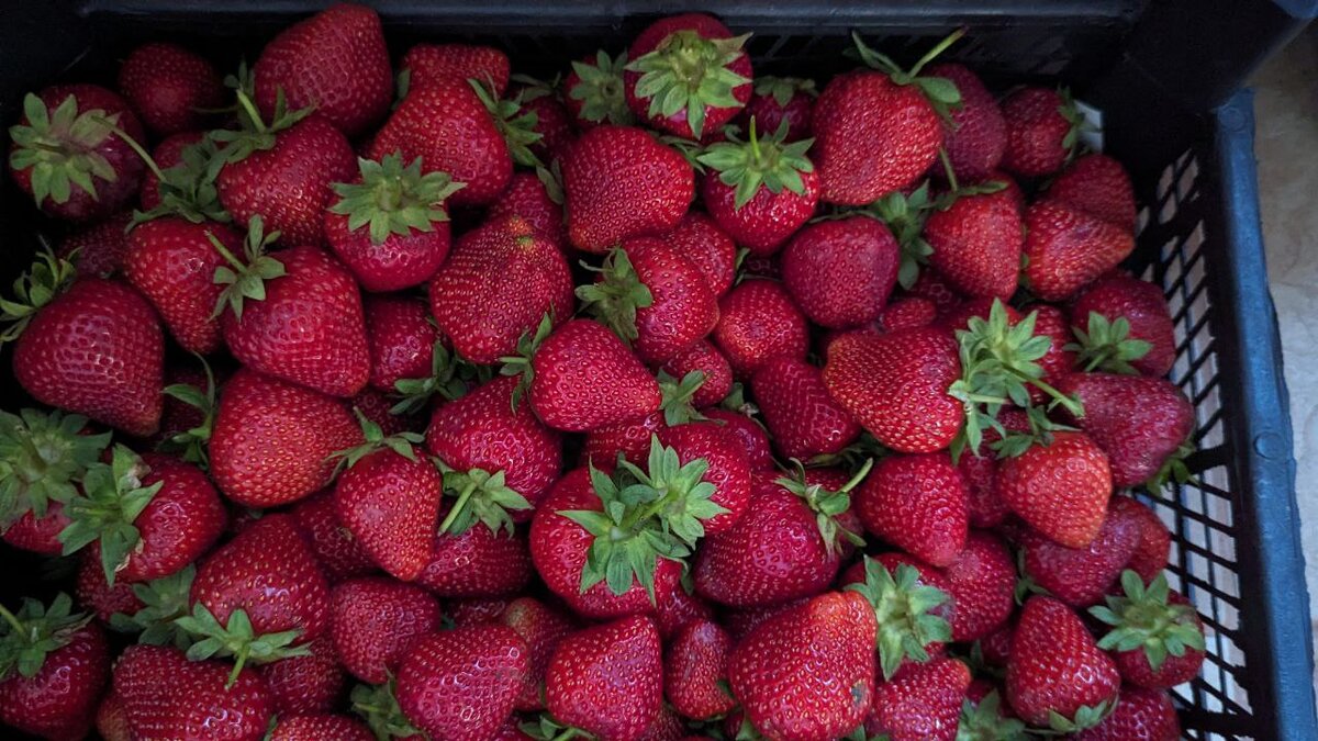 Собрали на даче