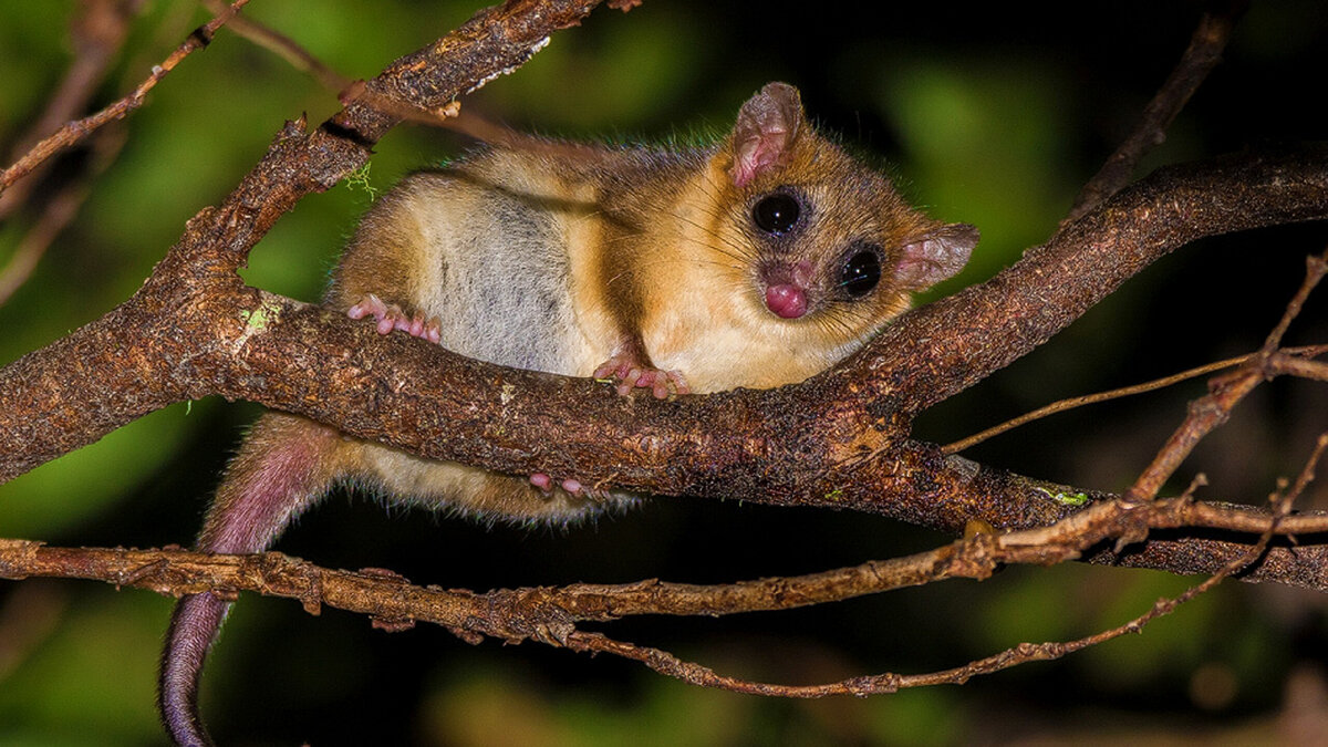 сумчатая землеройка. болотная сумчатая мышь. сумчатая мышь кимберли. соневидный поссум. сумчатая мышь кимберли.