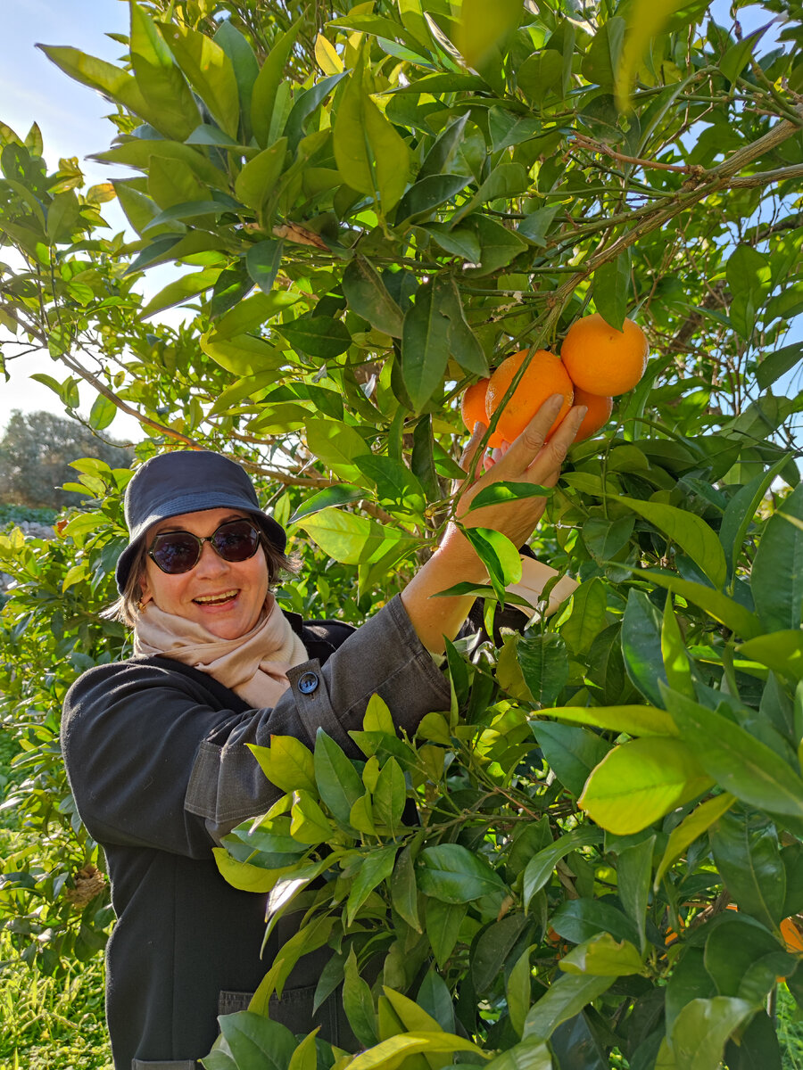 Эту статью я решила иллюстрировать фотографиями того, чего раньше никогда не делала, и вот теперь получила уникальный опыт. Планирую про все эти события постепенно сделать материалы. На этой фотографии я собираю сладкие мальтийские апельсины (это особый сорт, растут только здесь).