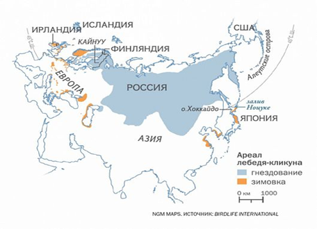 Рисунок 100. Ареал лебедя-кликуна