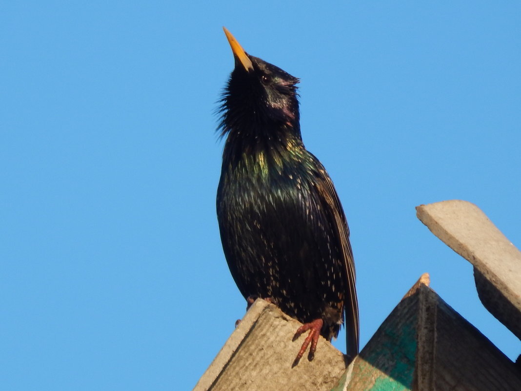 Скворец на крыше