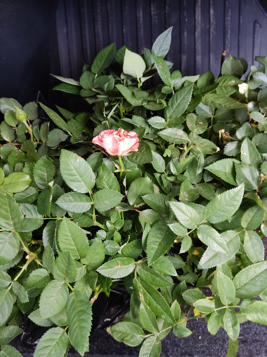 Цветник путешествует с нами. 