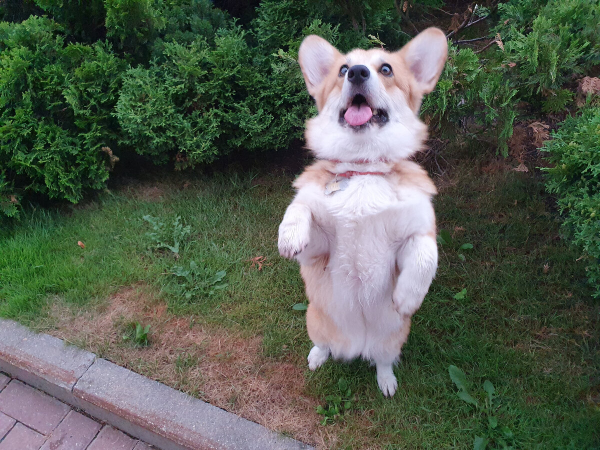 Дай вкусняшку