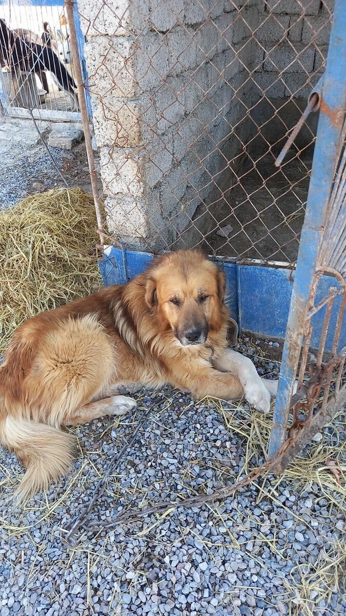 Таким Каплан стал благодаря усилиям приюта
