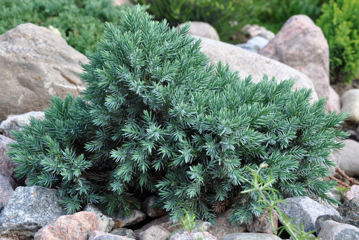 Изображение взято с сервиса Яндекс Картинки 