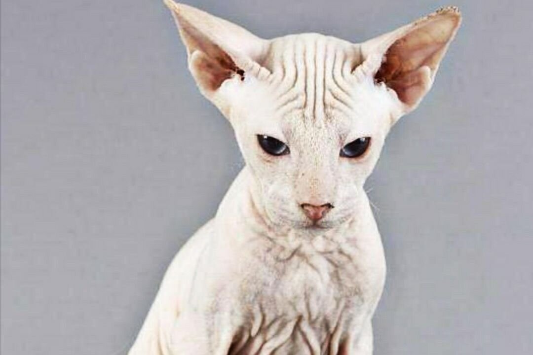 Кот породы сфинкс