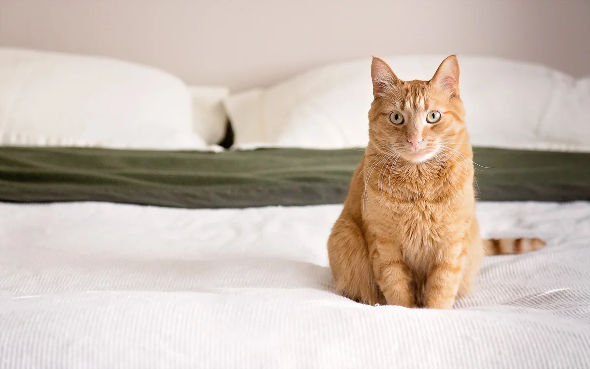 Как избавиться от запаха кошачьей мочи | Статьи от Домовенка
