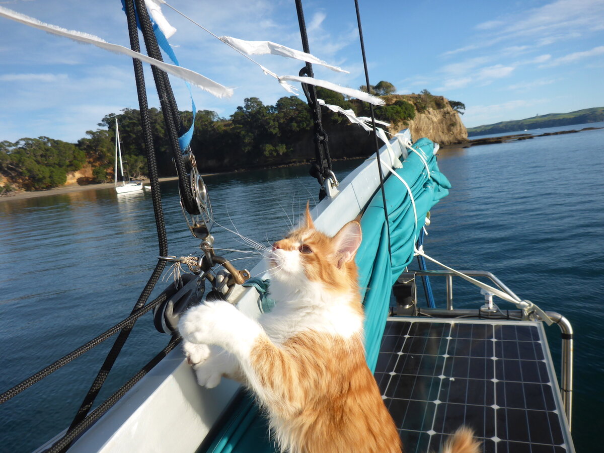 Корабельный кот. Кошка на корабле. Кошка на яхте. Кот на паруснике. Котенок на корабле.