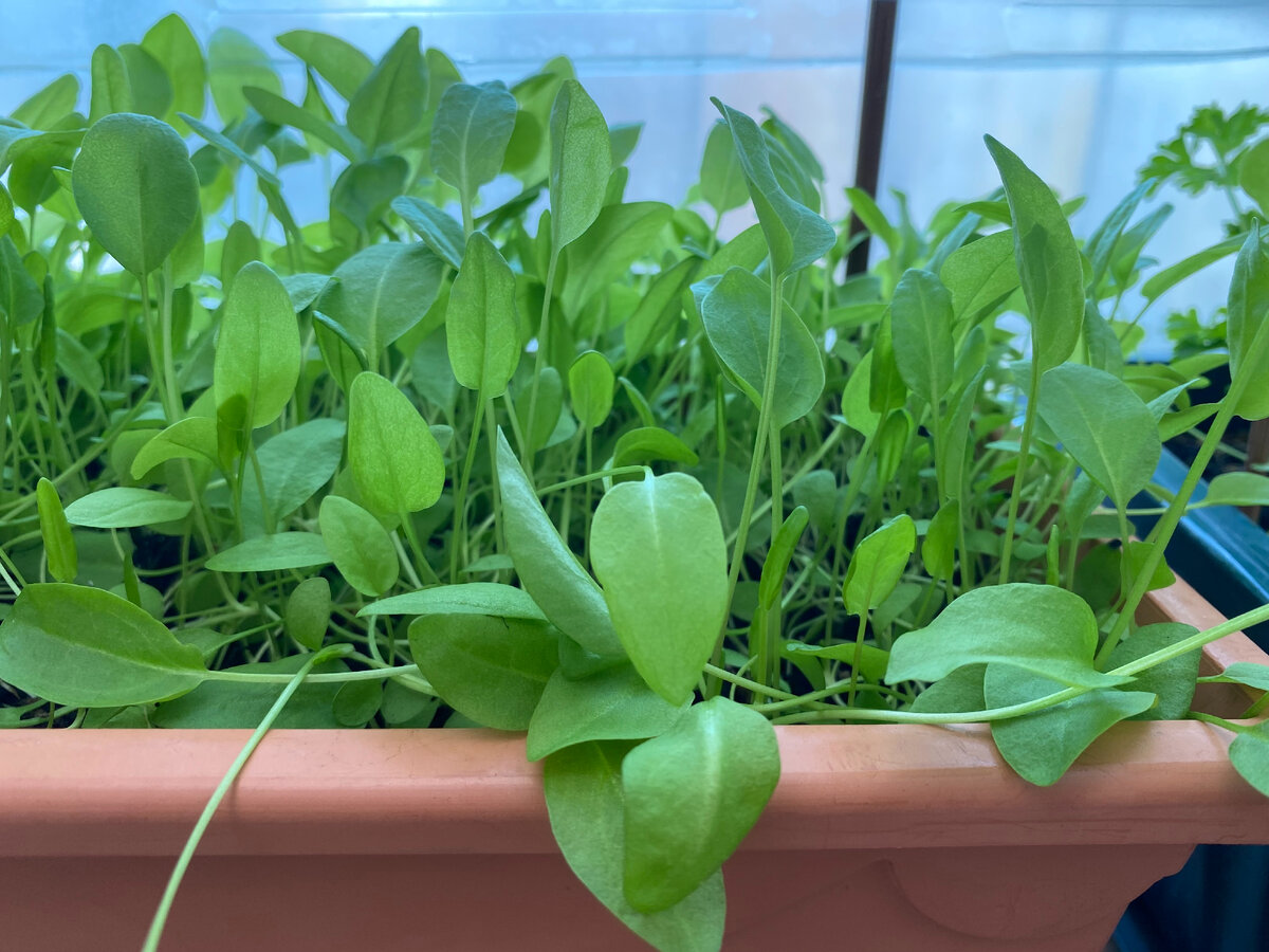 В домашних условиях удалось вырастить приличный урожай щавеля... Фото автора