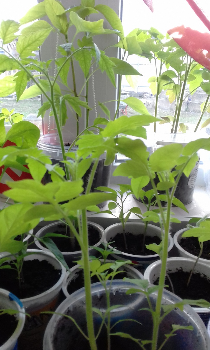 Помидорчики