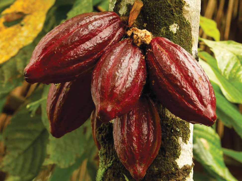 El arbol de cocao Single Origin Tree to Bar Chocolate