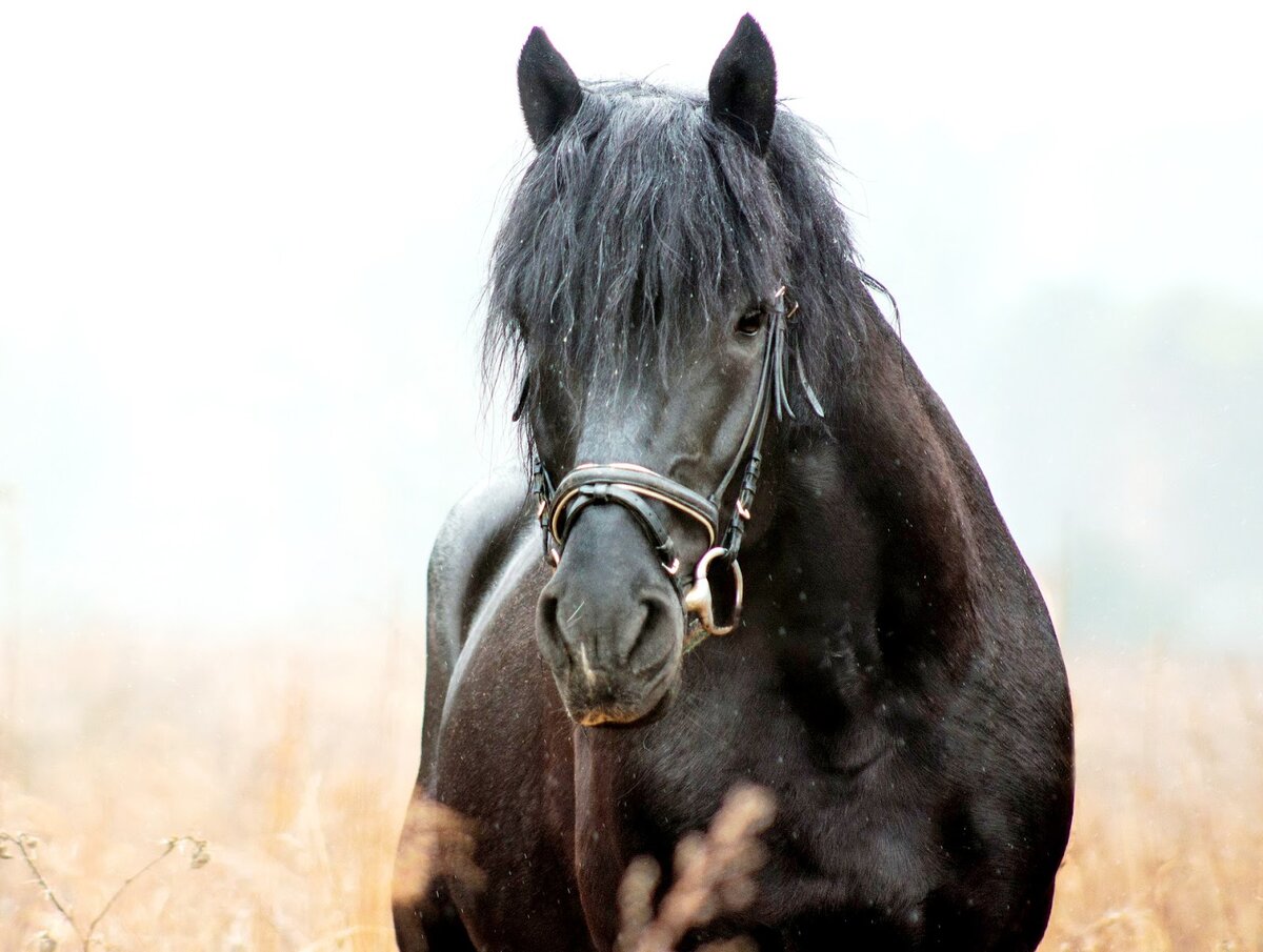 Αυτό το όμορφο μαύρο άλογο στο χωράφι με το κριθάρι είναι απλώς για να επεξηγήσει τις απόψεις μου· δεν φταίει αυτός που οι άνθρωποι είναι και επιθετικοί και ανόητοι.