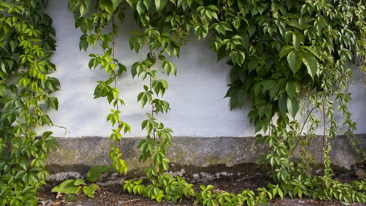 В этот день плели венки из вьюна. Фото: pxfuel.com 