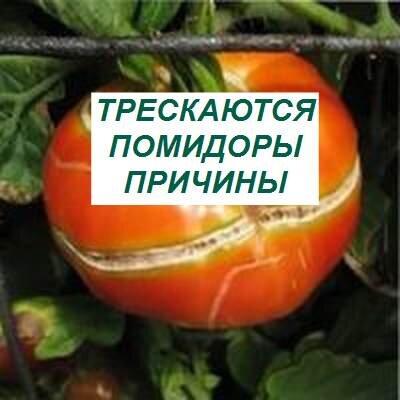 Уход за помидорами в открытом грунте: полив, подкормка, формирование, окучивание