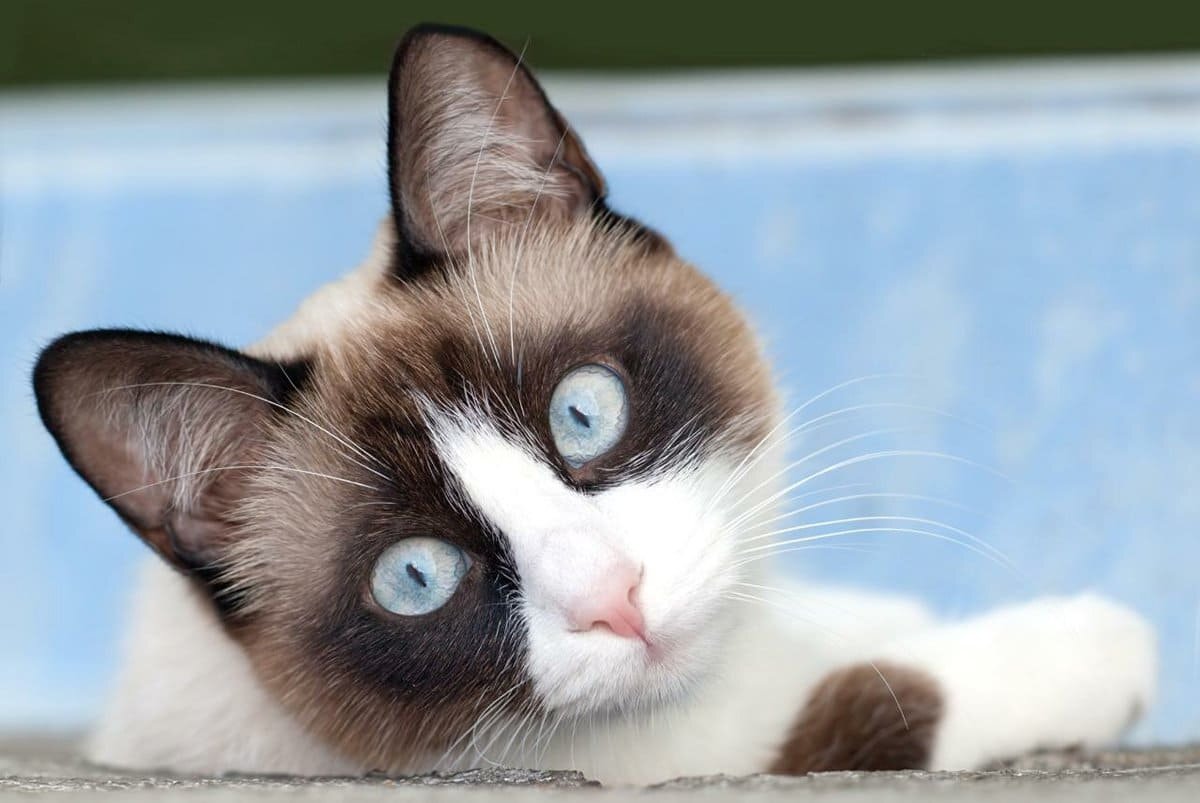 Довольно редкая красивая порода кошки Сноу-шу имеет одну отличительную особенность, загадкой остаётся то, какой у неё родится котёнок.