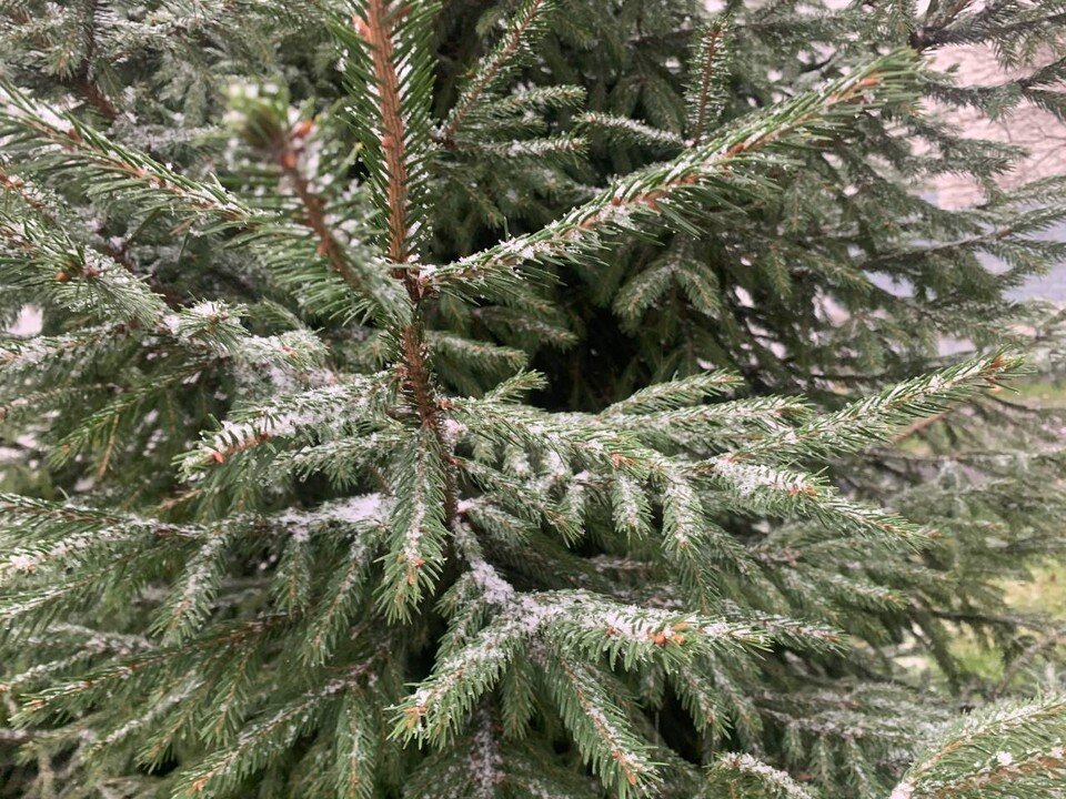     Синоптики говорят, что любоваться снегом придется недолго. Ангелина ШАРЫПОВА