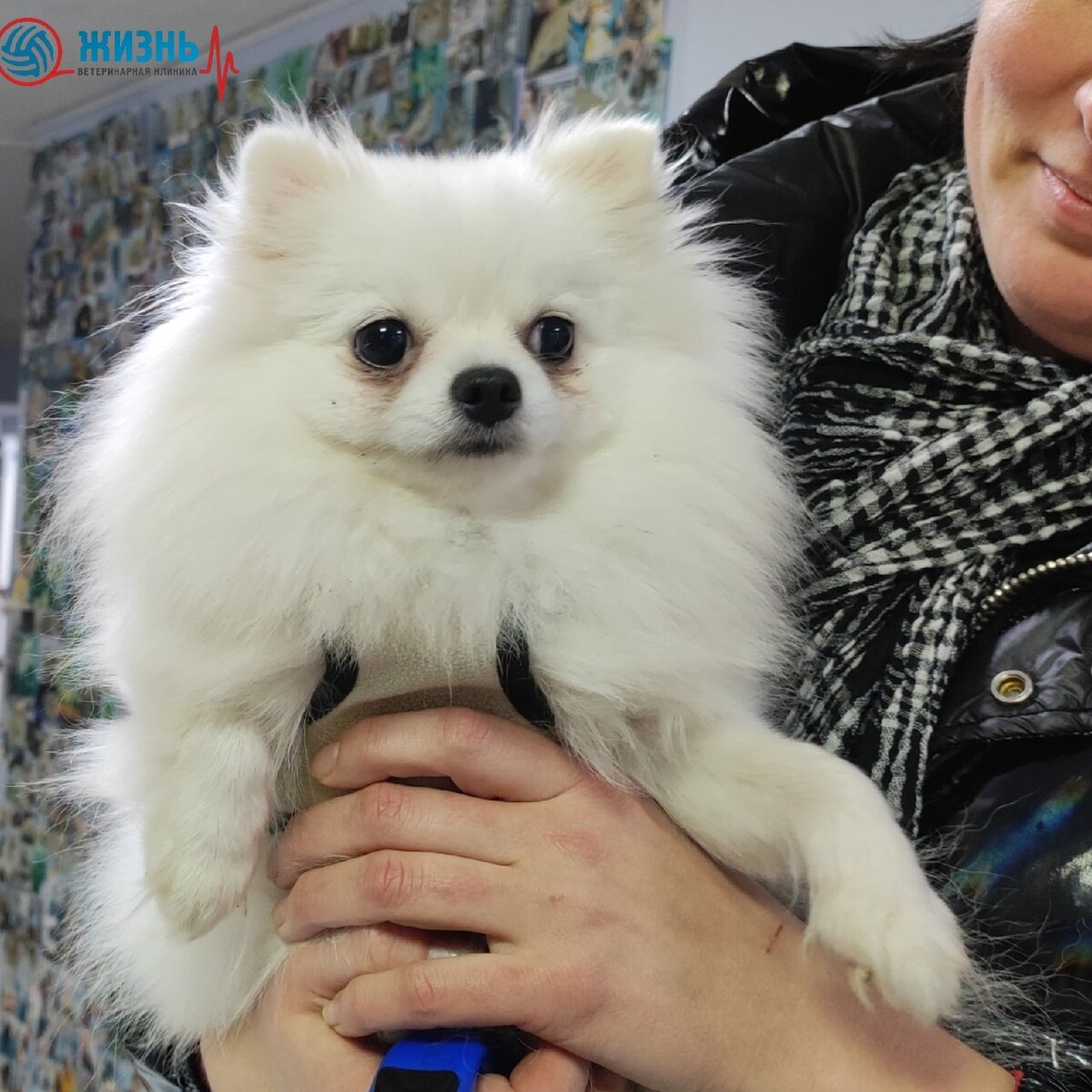 Вакцинация собак в калуге импортной вакциной.