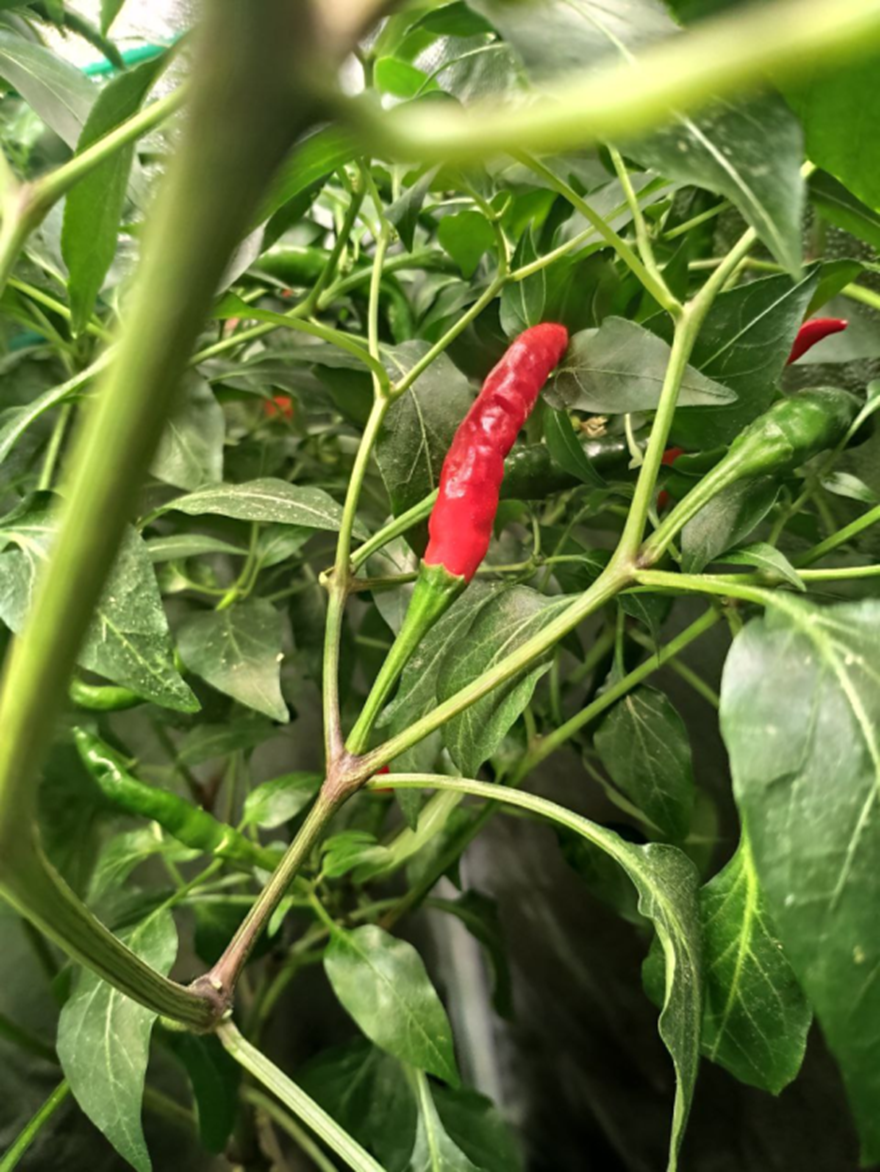 Острый перчик