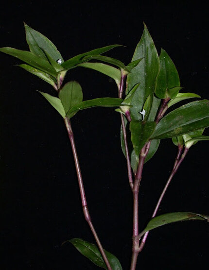 Tradescantia shippii