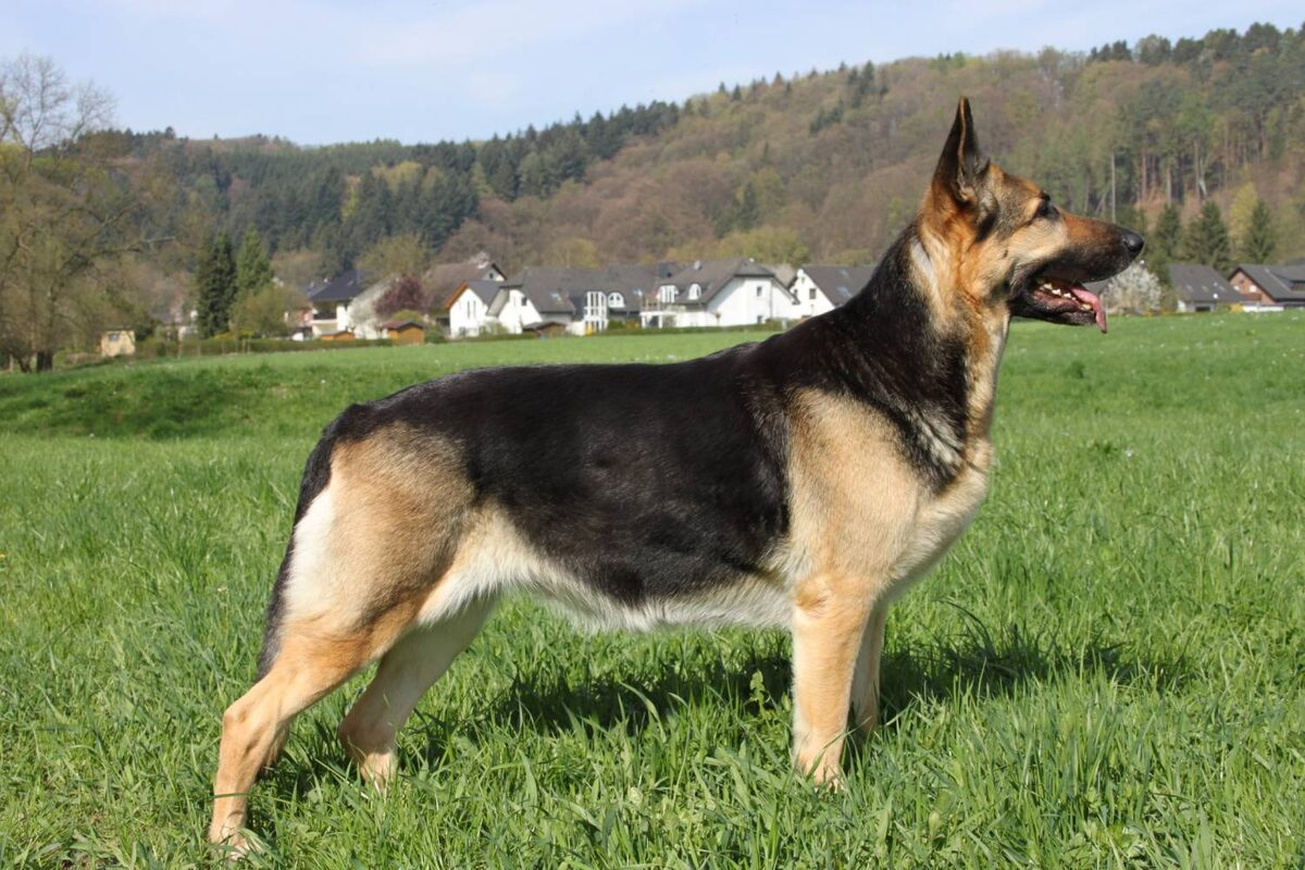 Восточноевропейская овчарка