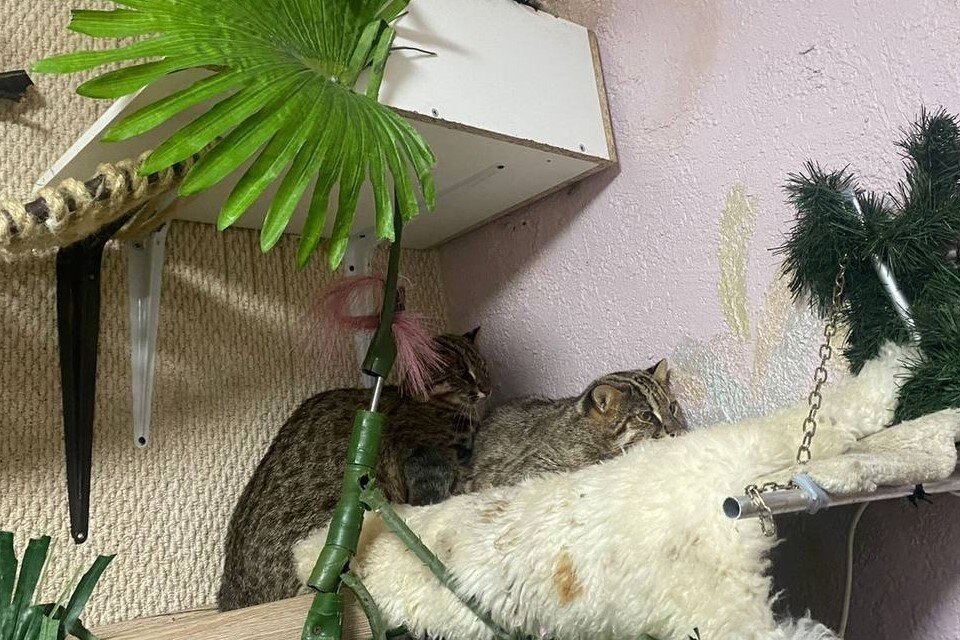     Трёх амурских лесных котов конфисковали из квартиры на севере Москвы  прокуратура Москвы