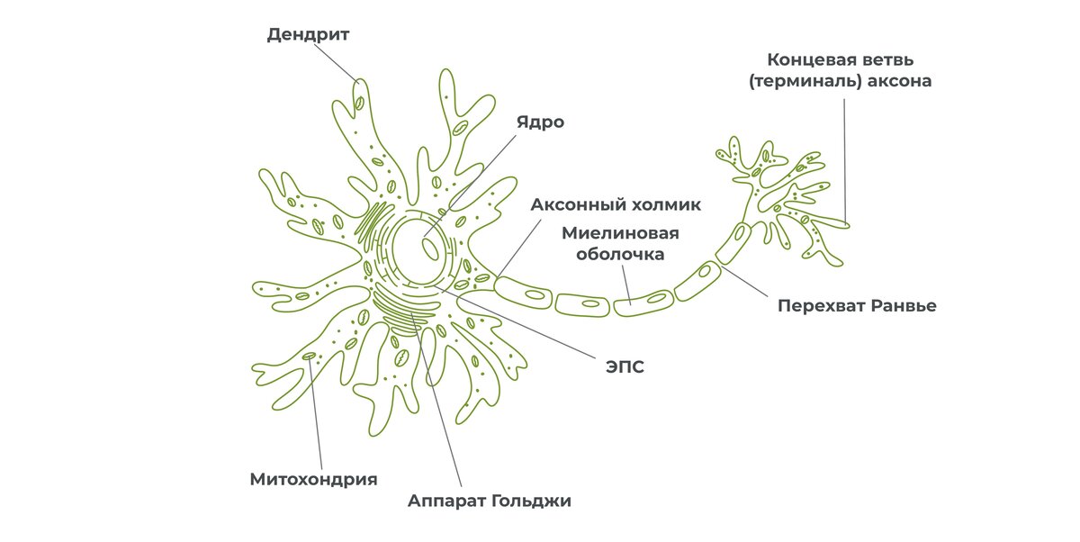 Рассмотрите схему строения нервной системы речного. Нервная ткань ЕГЭ. Нервная ткань рисунок ОГЭ. Строение нервной ткани ОГЭ. Строение нервной системы хамелеона.