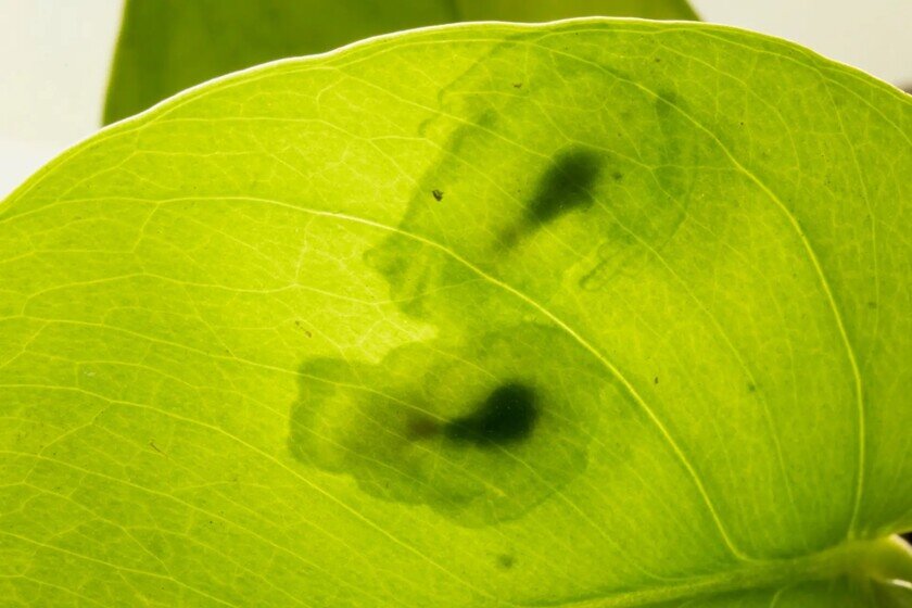    Две лягушки-невидимки сидят на листе. Фото: newatlas.com