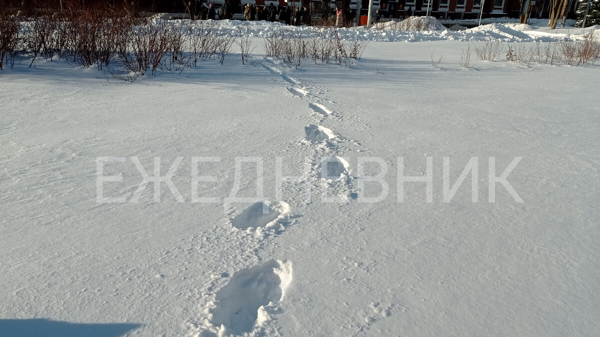 Ежедневник