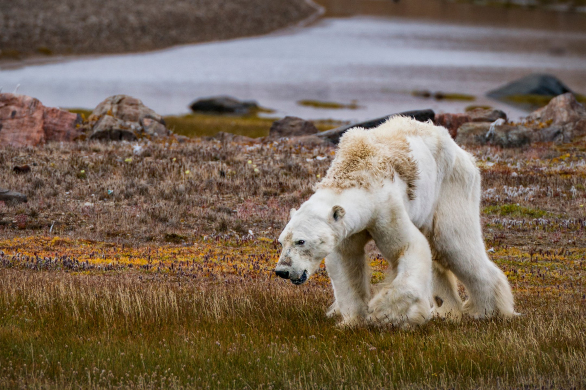 Белый медведь в тундре. Глобальное потепление животные. Белый медведь глобальное потепление.