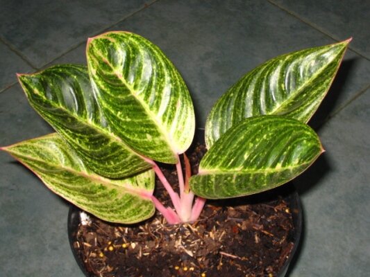 Aglaonema Evita