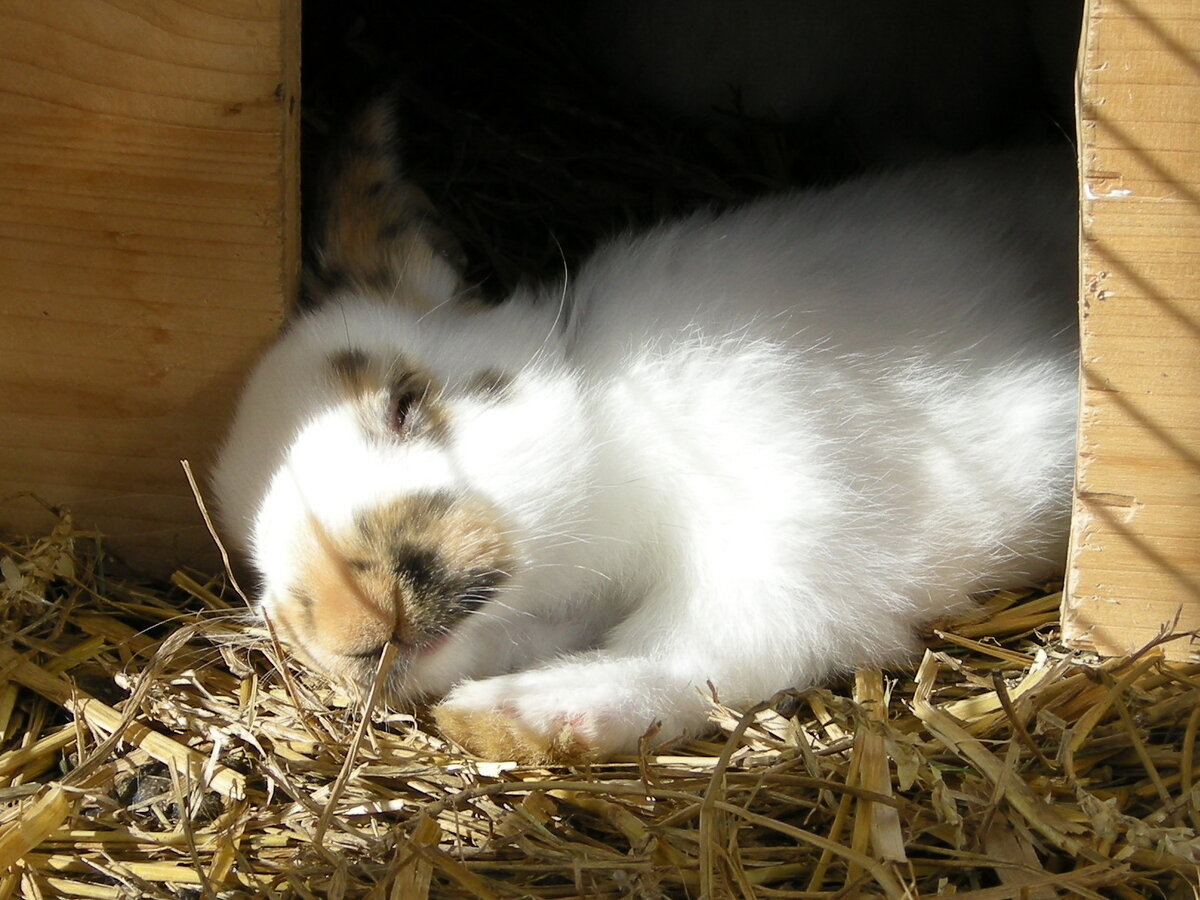 Усталый кролик. Фото из личного архива