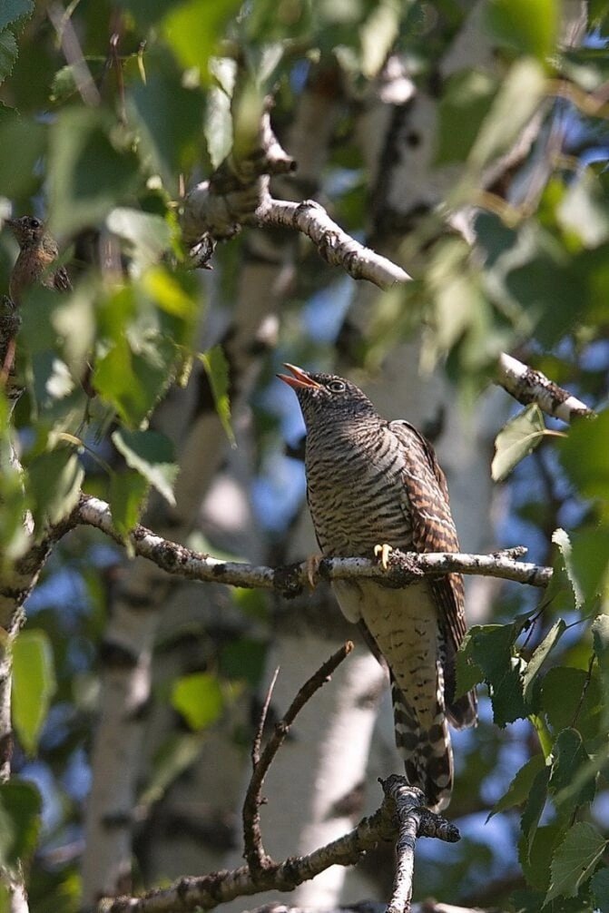Сказка про кукушку