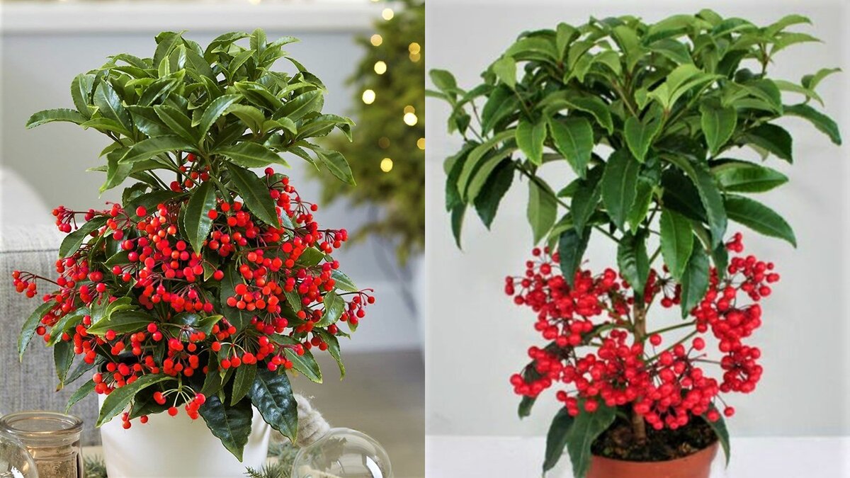 Листайте галерею для просмотра.