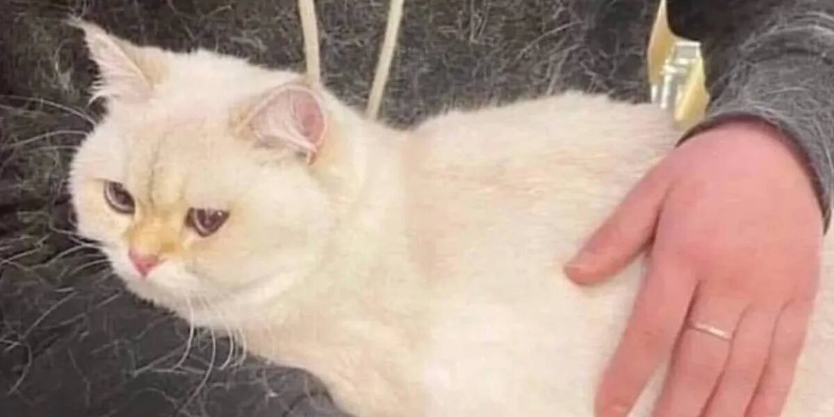 Телеграм-канал @Avodonaeva