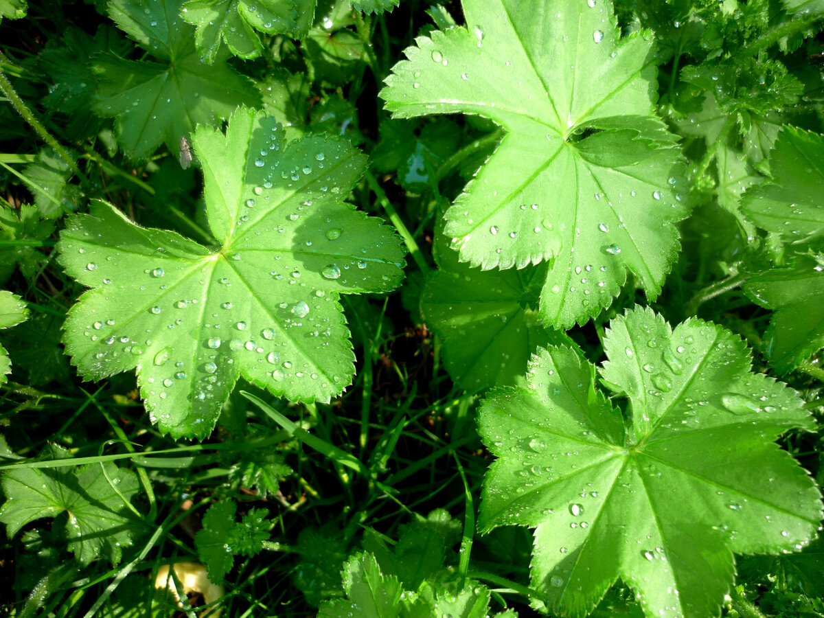 Манжетка Alchemilla epipsila